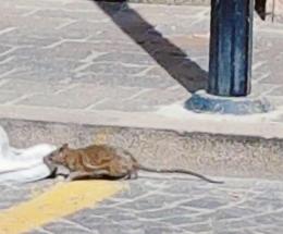 Lotta senza quartiere a ratti e blatte