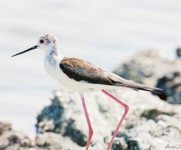 La fauna europea nidifica nel Delta