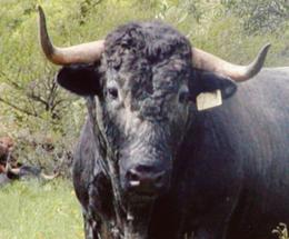 Incornato dal toro, l'operaio non è in pericolo di vita