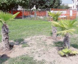 Tre nuove palme in Piazza Duomo