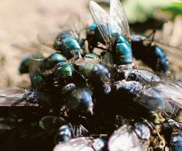 Invasione di mosche, l’ordinanza
