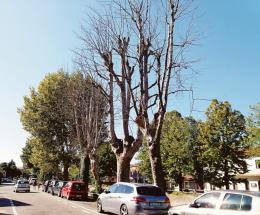 Abbattimento in vista per 25 alberi