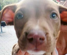 Due cuccioli abbandonati in un sottopasso: uno è morto
