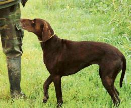 Cane gettato dal finestrino e ucciso