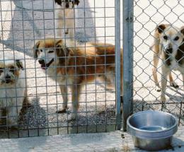 57 cani in casa: scatta il maxi sequestro