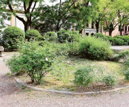 In arrivo 12 grandi alberi, tra cui un cedro in piazza Merlin