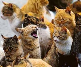 “Non bloccate le sterilizzazioni dei gatti”