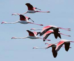 I 5mila fenicotteri del Delta