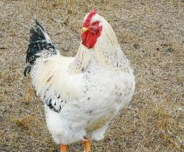 Compra gallo del vicino per salvarlo