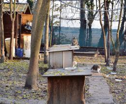 La casetta per il ricovero dei gatti sarà demolita