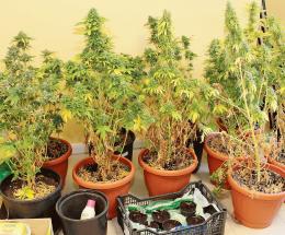 Confessioni di un polesano che coltiva droga