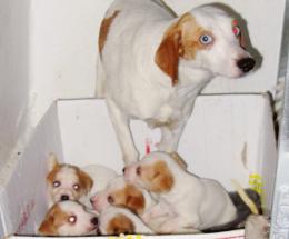 Casa lager per cani, chiesto 1 anno
