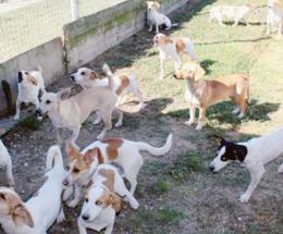 Condannati gli accumulatori di cani