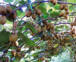 Brexit, siamo proprio alla frutta