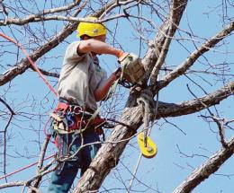 Via Diodato, addio a 26 alberi