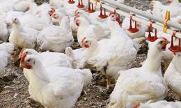 "L'azienda chiede l'autorizzazione al Comune per portare il pollaio da 30mila a 58mila galline"