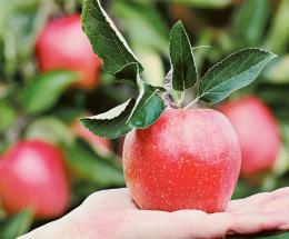 La Cina respinge la nostra frutta