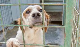 Famiglie senza soldi, c'è chi porta il cane in canile