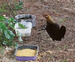 La mascotte di San Pio X è una gallina