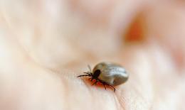 Allarme zecche, c'è un record di ricoveri