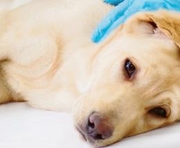Cane avvelenato, per davvero!