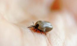 Zecche, disinfestazione a Grignano