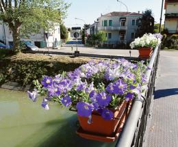 Fiori e colori abbelliscono il centro