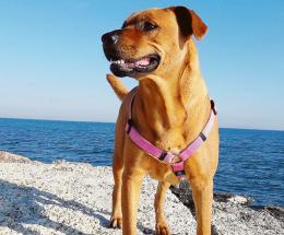 Una campagna polesana contro l'abbandono degli amici a 4 zampe