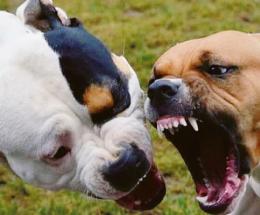 “Aggredito dai cani davanti casa”