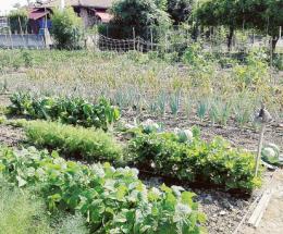 Santa Rita, 10 candeline per gli orti