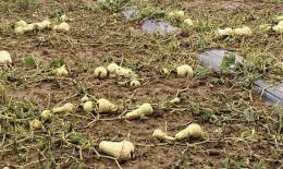 Un terribile fungo colpisce duro il raccolto di pere: un disastro