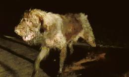 Mette il collare elettrico al cane, cacciatore beccato