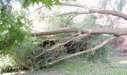 Albero sradicato nel cortile della scuola 