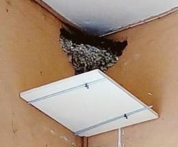 Guano nel piatto al ristorante e pure a pagamento