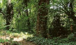 "Ripianteremo tre alberi per ogni pianta che abbatteremo"