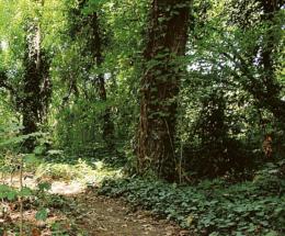 “Salviamo il bosco”