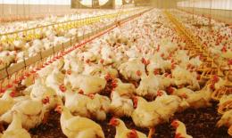Scarichi inquinanti  nella fognatura pubblica, arriva la diffida per l'allevamento