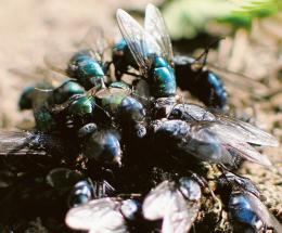 Il Comune fa la guerra alle mosche