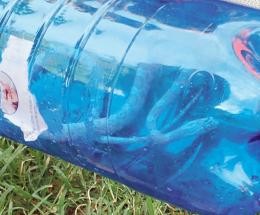 Serpente sbuca alla festa dei bimbi, ma è innocuo