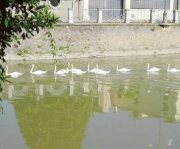 I cigni di Adria sono emigrati nel Delta