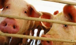 La puzza invade il paese ogni sera, Ceregnano in protesta