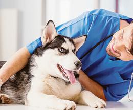 Patentino per cani morsicatori