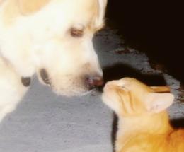 Curare il diabete di cani e gatti