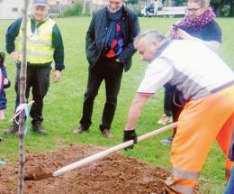 In Traversagno arrivano 60 alberi