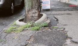 Via gli alberi dal Corso: mercoledì parte l'abbattimento
