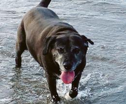 Addio al cane che salvò Giorgio