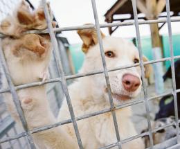 Contro il maltrattamento degli amici animali: "Li difenderemo tutti"