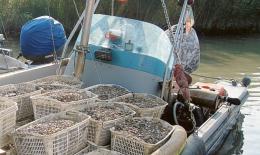 La telenovela continua: è ancora incrinato il rapporto tra il Consorzio Pescatori di Scardovari ed il Presidente della Provincia