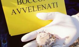 Attenti ai vostri cuccioli: seminate esche avvelanate