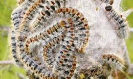 Allarme processionaria in città